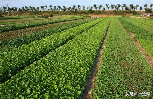头条土地流转合同,揭秘土地流转新趋势与权益保障