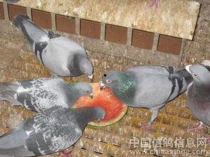 大瓜吃鸽子,揭秘吃鸽子的神秘传说