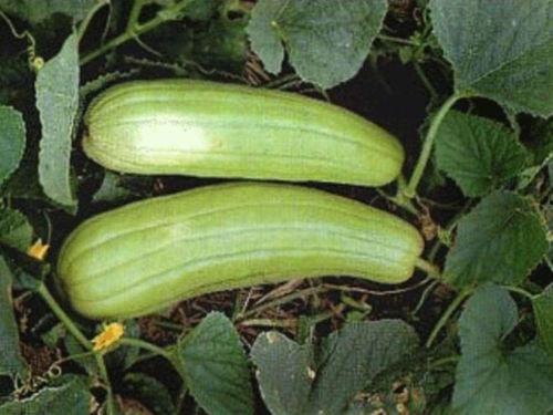 秋季吃的瓜有哪些,秋季必尝的时令瓜果大盘点