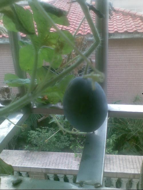 阳台上的女孩吃瓜,女孩的悠闲午后时光