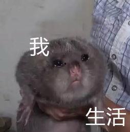 网红竹鼠人,揭秘网红竹鼠的奇幻旅程